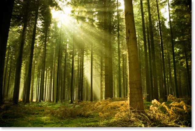 Puck gets the couples to run around the forest until they tire