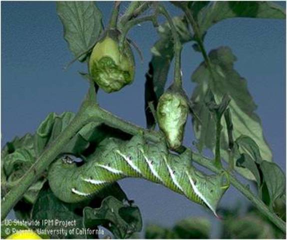 Plantas solanáceas.