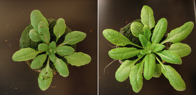 Plantas visionarias.