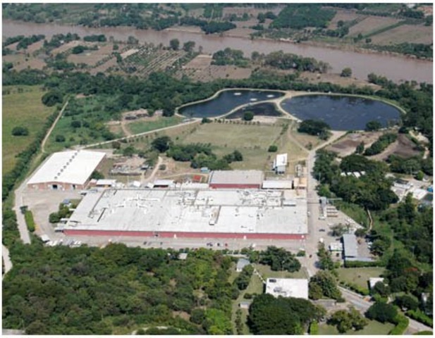 Plantas productoras de alcohol.