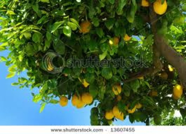 Curt lemon gets blown into a tree