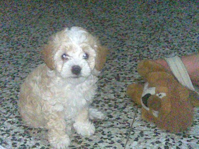 Mi Primer Mascota
