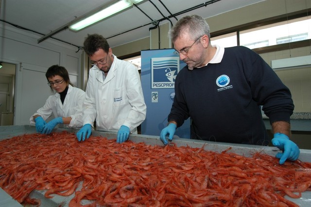 metodologia de muestreo