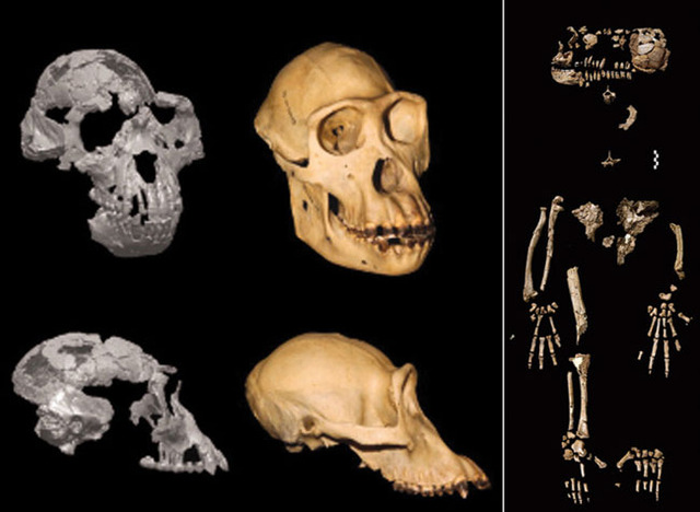 Paleontologists announce the discovery of an Ardipithecus ramidus fossil skeleton.