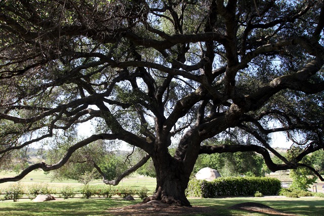 Bates Nut Farm opens