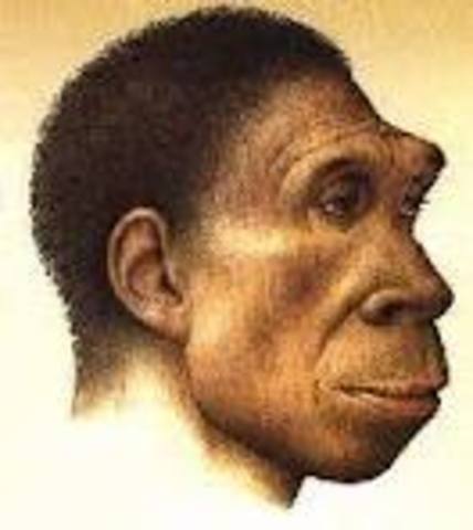 Homo erectus