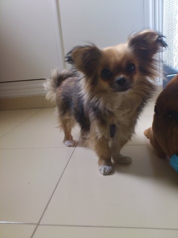 Voy a la peluquería