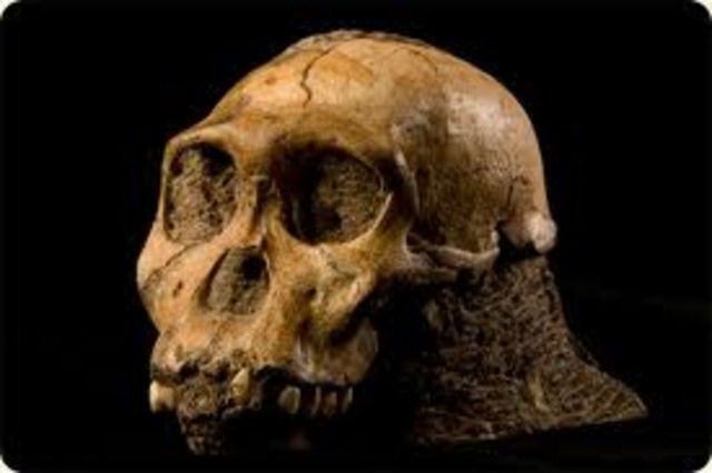 Australopithecus