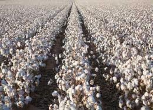 Cotton Production