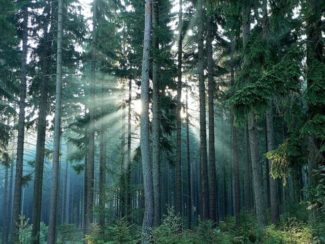 Let's peg The Hunger Games Begin