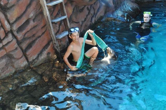 Swimming with the seals