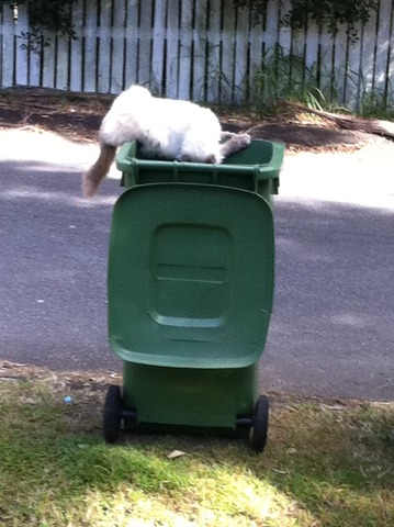 My Cat Fell Into The Bin