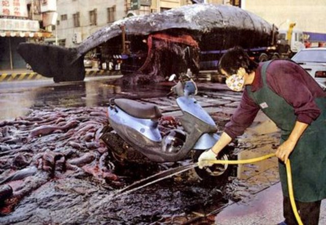 Explosion de ballena