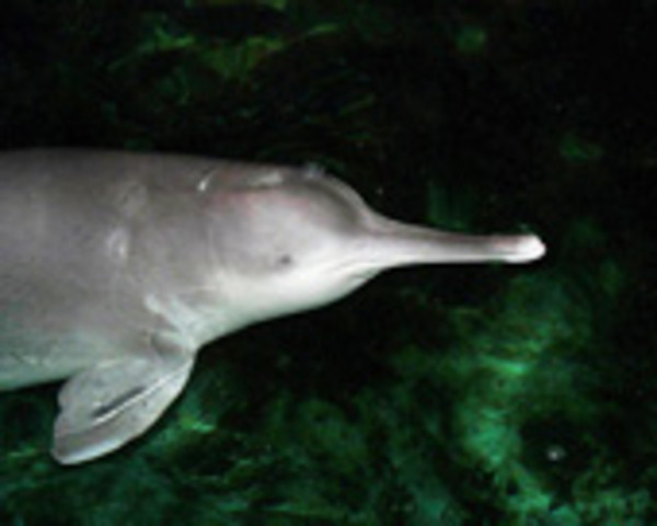 China's Rare River Dolphin Now Extinct, Experts Announc