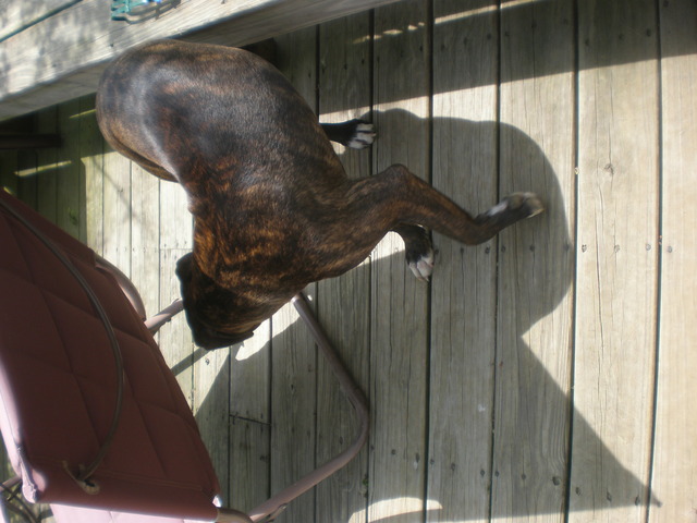 General War Order #1