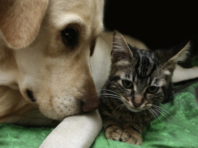 Conosco a Harry y otros amigos nuevos