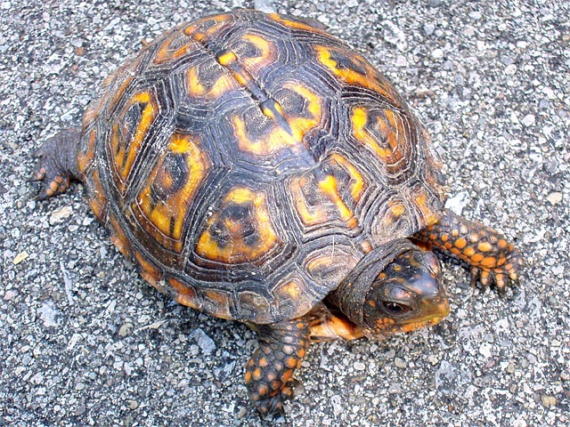 kristopher joins the family