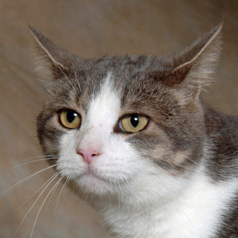 Adoptamos nuestro gato, Louis.