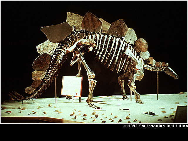 The Late Cretacous Period