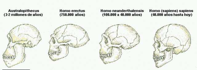 EVOLUCIÓN DEL CRÁNEO