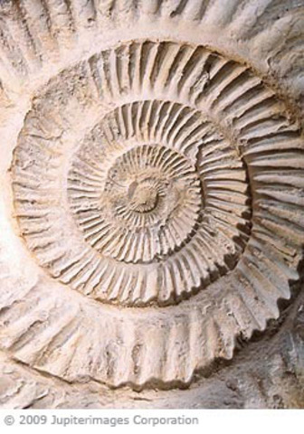 First Animals With Hard Skeletons