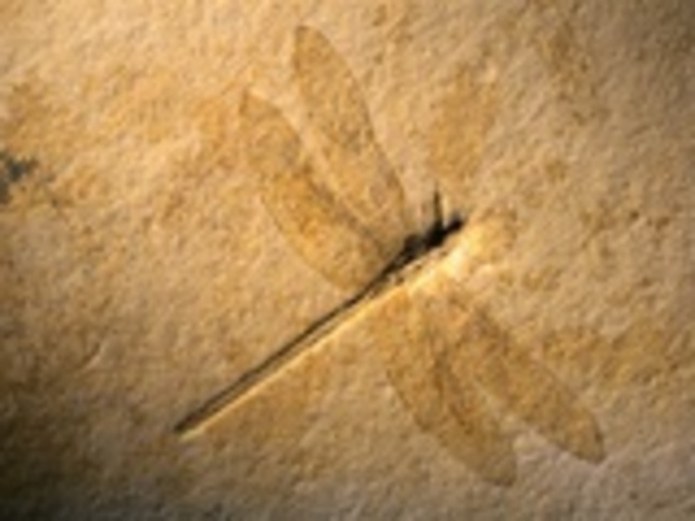 The Late Jurassic Period