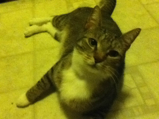 Consegui mi nuevo gato, Dash