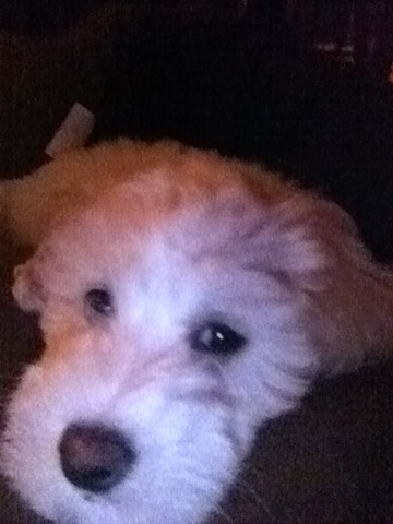 My four legged friend