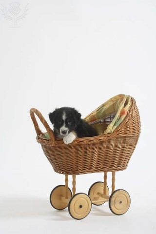 mummy favorite toy ; doll pram