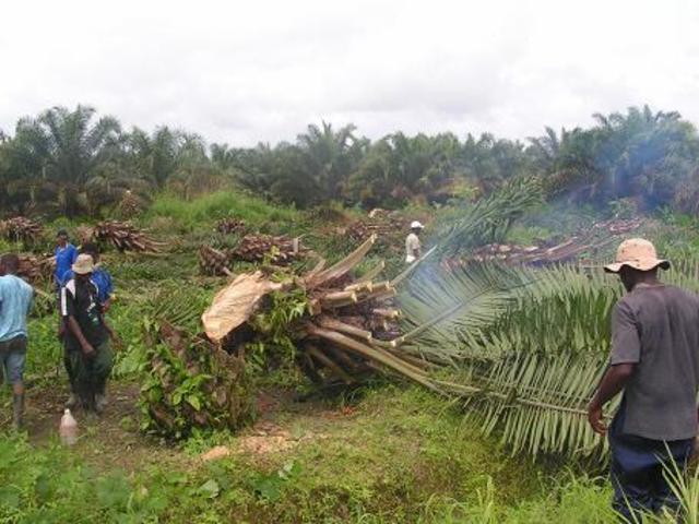 DESAPARICIÓN DE LAS SELVAS TROPICALES