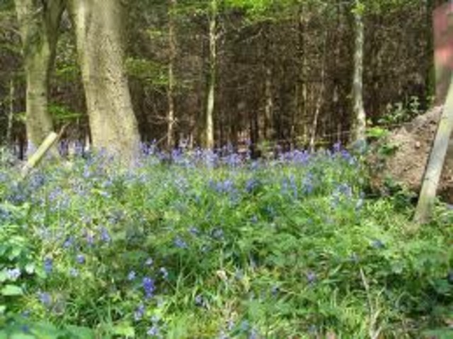 He goes into the forrest