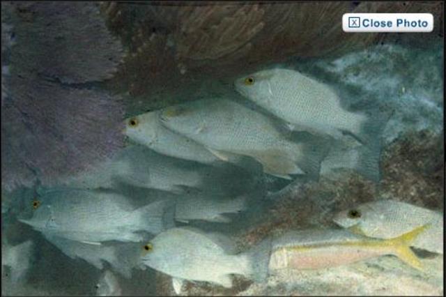 1926: First Underwater Color Photo
