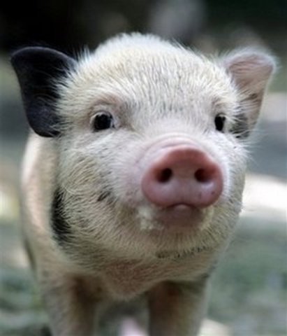 Started googling pictures of pigs to cure boredom/sadness