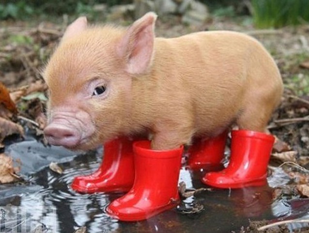 Decided I wanted a pet pig