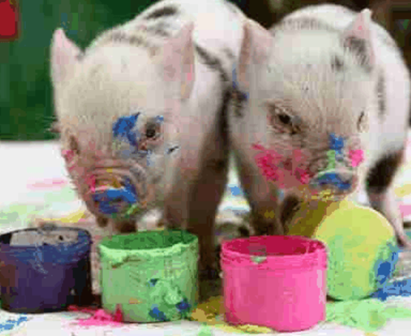 Started annoying classmates with pig-based web tool examples