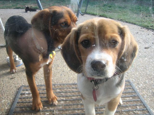 Getting my dogs  Hunter and Stella