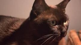 Timeline: jesse hawkins