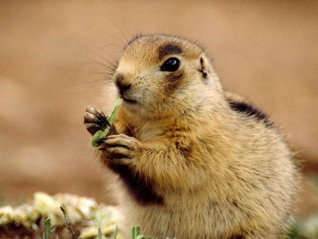 Prairie Dog for Jefferson