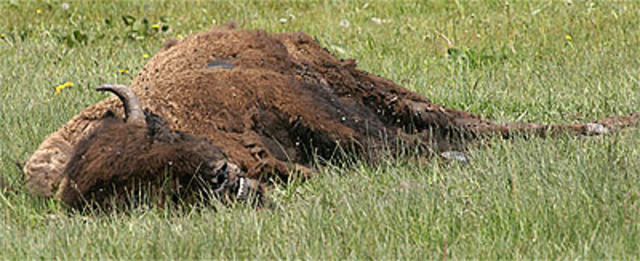 Pvt. Joseph Field kills first bison.