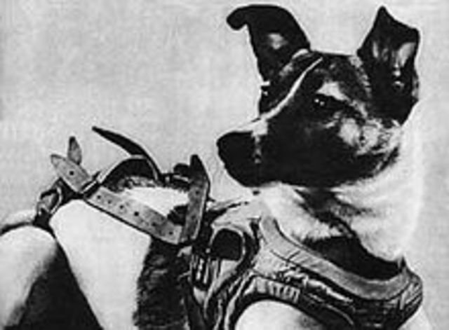 Laika (a Soviet space dog) becomes the first animal to orbit the Earth – as well as the first animal to die in orbit