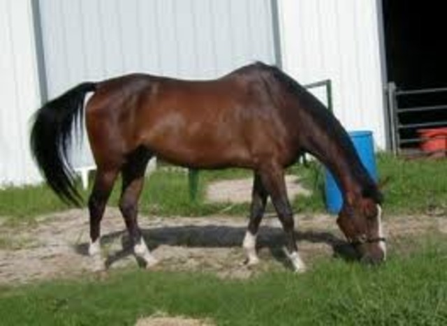 When we got our new SAMMY!