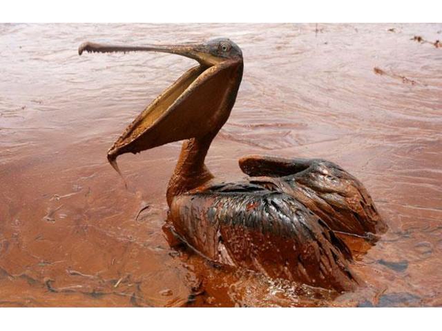 B.P. Oil Spill