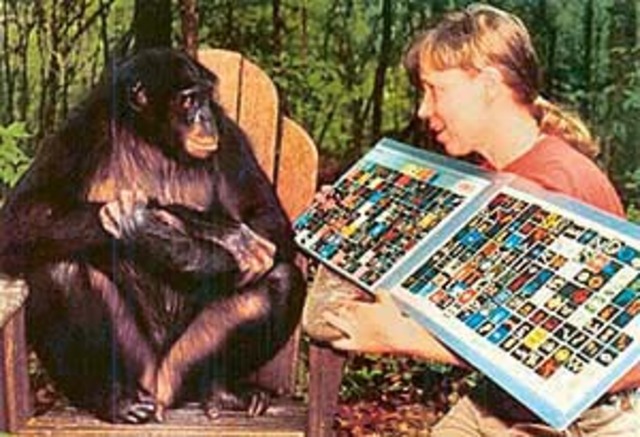 1986- Sue Savage-Rumbaugh publishes her research on the language acquisition of the Bonobo chimps Kanzi and Mulika ‘Spontaneous Symbol Acquisition and Communication Use by Pygmy Chimpanzees’ [Core study 13]