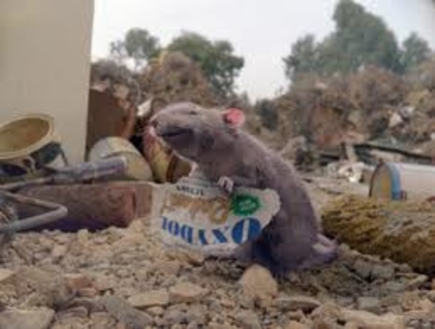 Charlotte sends Templeton to the dump for... what?