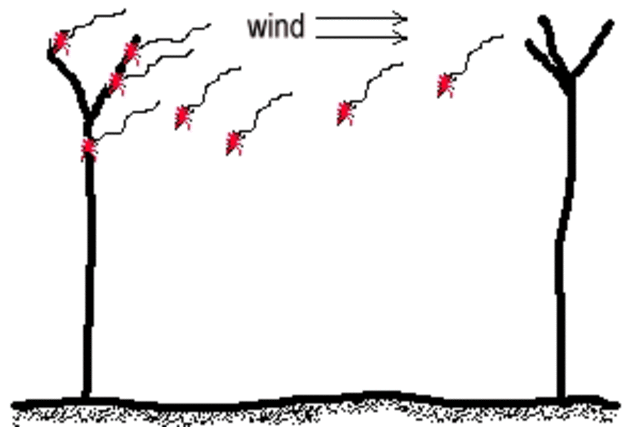 Charlotte's babies are born. So why is Wilbur sad?