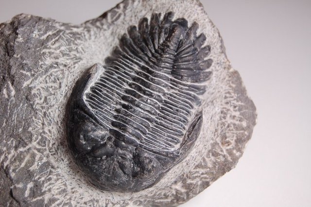 Comienzo "Era Paleozoica"