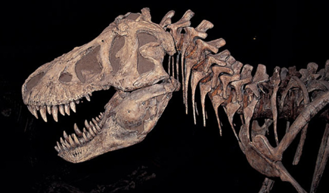 Comienzo "Era Cenozoica"