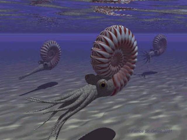 Paleozoico (Cámbrico)