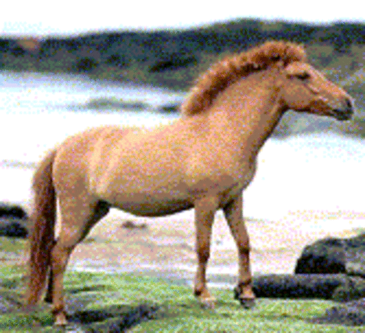 Cenozoico Paleógeno (Eoceno)