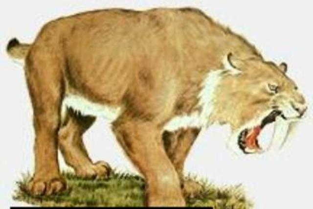 Cenozoico Paleógeno (Oligoceno)